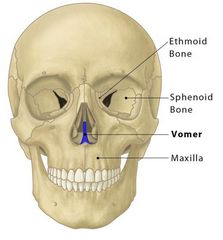<p>Vomer (in nose)</p>