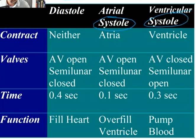 <p>Cardiac Cycle</p>
