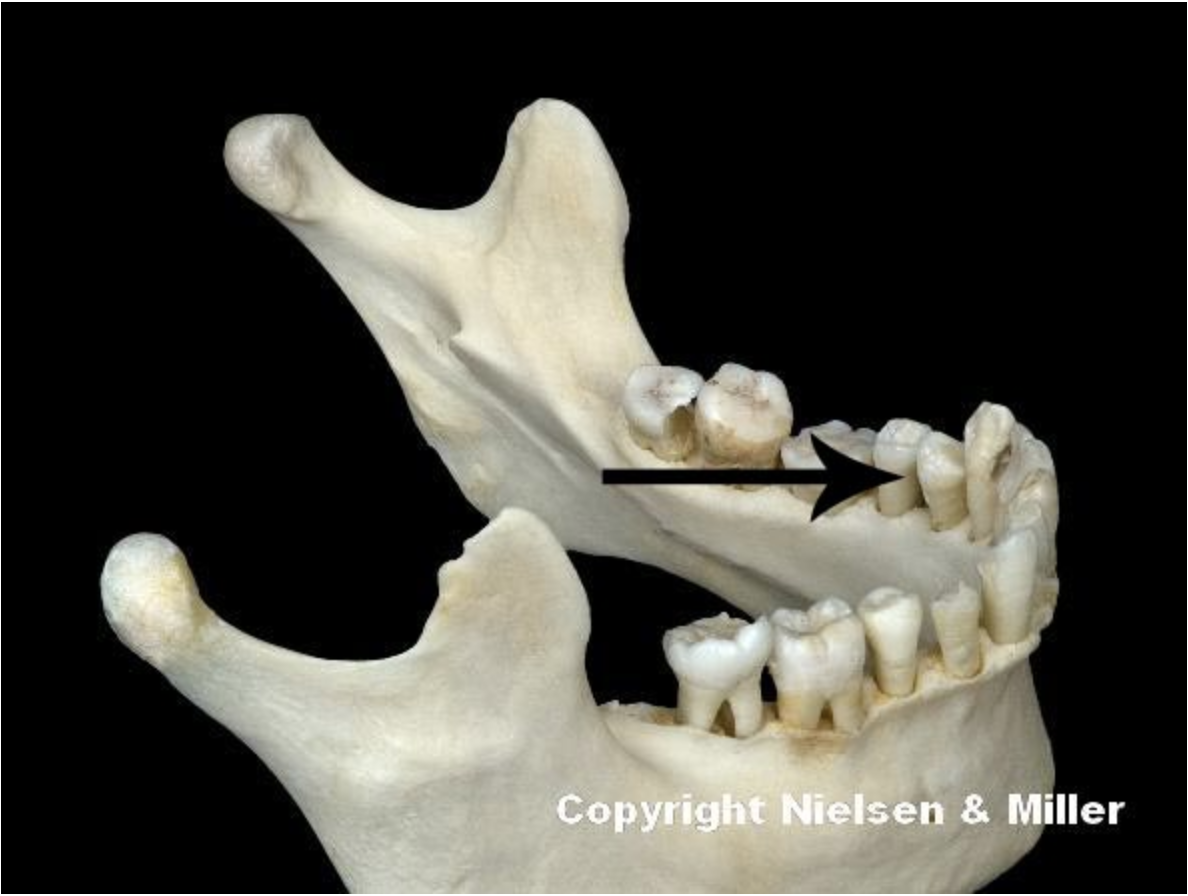 <p>the indicated tooth, along with 7 others, replace deciduous molar teeth and functions in crushing and _____ the food</p>