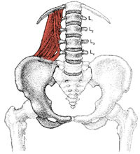 <p>O: Iliolumbar ligament and iliac crest</p><p>I: Transverse process of L1-L4 and the lowermost rib</p><p>N: Spinal nerves</p><p>Fx: Laterally flexes the spine</p>