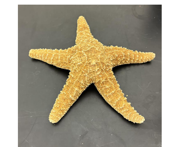 <p>aboral or oral </p>