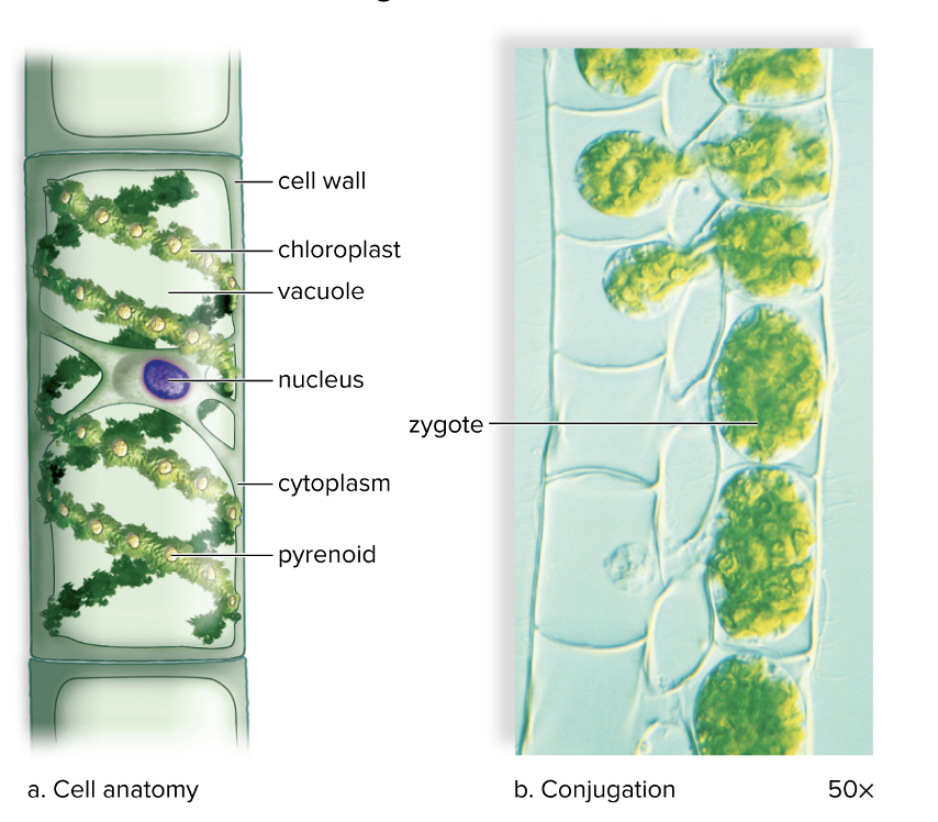 <ul><li><p>charophyte</p></li><li><p>Filamentous green alga in which each cell has a ribbonlike chloroplast</p></li><li><p>reproduces sexually via conjugation</p></li></ul><p></p>