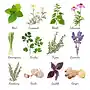 <p>herb</p>