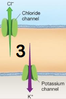 <ul><li><p><span style="background-color: transparent;">Chloride moves outside of cells into the ocean. Potassium moves into blood from cells. </span></p></li><li><p><span style="background-color: transparent;">Doesn’t use energy. Passive (Facilitated diffusion) </span></p></li><li><p><span style="background-color: transparent;">Purpose: excrete Chloride, rebalance potassium into blood</span></p></li></ul><p></p>
