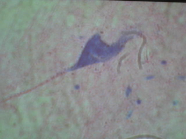 <p>Identify?</p><p>Lab Image 10-1</p>