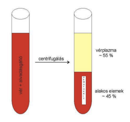 <ul><li><p style="text-align: justify;"><strong>45% – sejtes (alakos) elemek</strong></p><ul><li><p style="text-align: justify;">Vörösvértest<span style="background-color: transparent;"> (<em>erythrocyta</em>) → oxigénszállítás</span></p></li><li><p style="text-align: justify;">Fehérvérsejt<span style="background-color: transparent;"> (<em>leukocyta</em>) → védekezés)</span></p><ul><li><p style="text-align: justify;"><span style="background-color: transparent;">Fajtái: <em>granulocyta</em>, <em>agranulocyta</em> → <em>monocyta</em>, <em>lymphocyta</em></span></p></li></ul></li><li><p style="text-align: justify;">Vérlemezke<span style="background-color: transparent;"> (<em>thrombocyta</em>) → véralvadás</span></p></li></ul></li></ul><ul><li><p style="text-align: justify;"><strong>55% – plazma</strong><span style="background-color: transparent;">: fehérje, ionok, epefesték, cukor, anyagcsere végtermékek stb.</span></p></li></ul><p></p>
