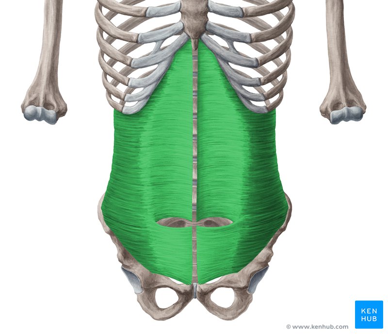 <p>M. transversus abdominis</p>