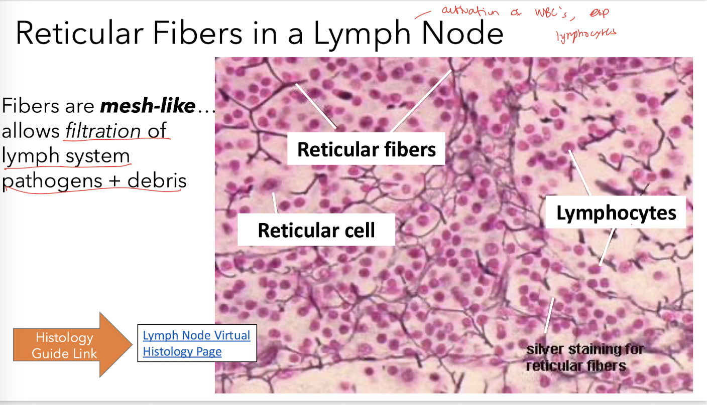 <p>Form a supportive mesh that filters lymph, trapping pathogens and debris while supporting immune cells.</p>