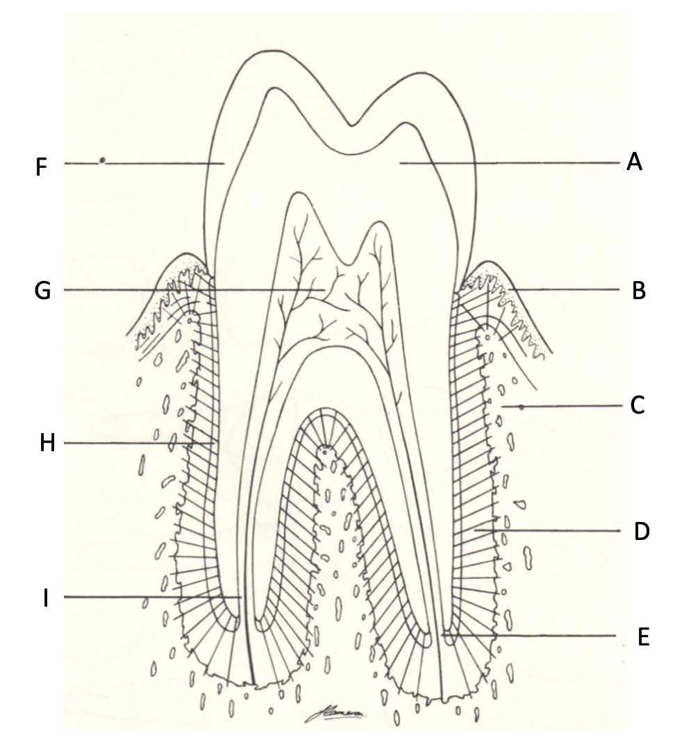 <p>What structure is ‘H’?</p><img src="blob:null/33f65a22-8ddb-4b4f-86cd-4598433e8989"><p></p>
