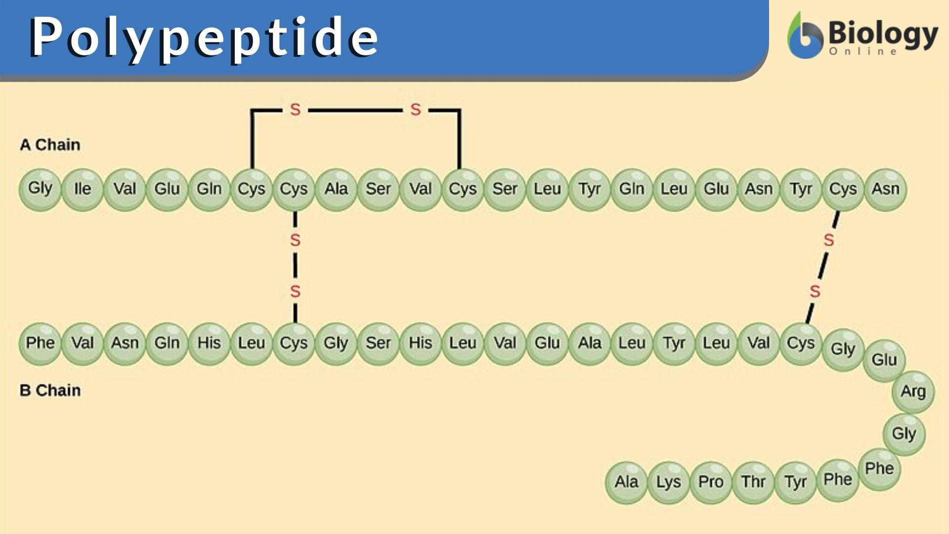 <p>single, unbranched chains of amino acids, has polarity (N-terminus is amino group and beginning, C-terminus is carboxyl group and ending)</p>