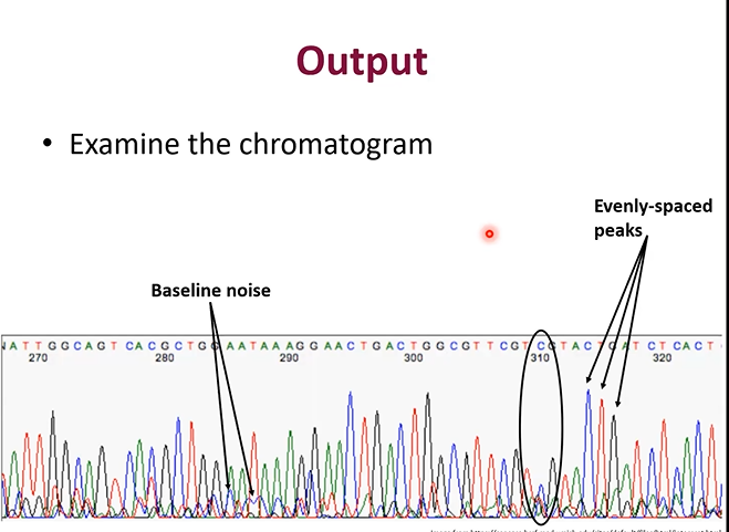 <p>Why are the peaks different height in the electrophoresis graph</p>