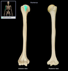 <p>The process directly below the anatomic neck on the anterior surface</p>