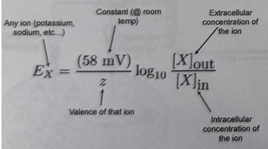 <p>used to calculate equilibrium potential for individual ions </p>