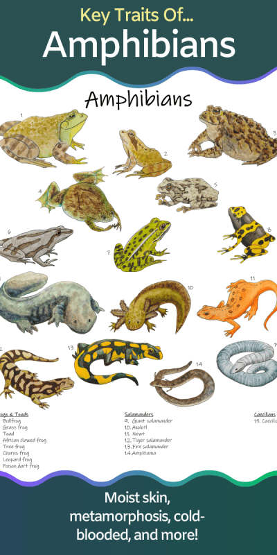 <p>What are amphibians?</p>
