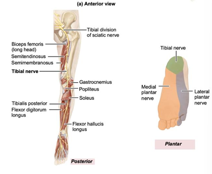 <p>sensory: posterior leg/sole of foot, motor: most posterior thigh muscles, posterior leg muscles, muscles on sole of foot. FOR DONOR: medial, posterior only</p>