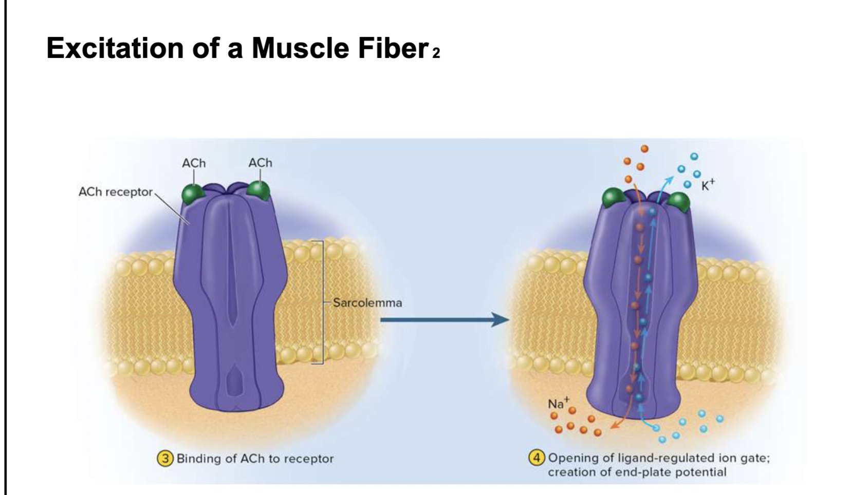 <ol><li><p><strong><mark data-color="yellow" style="background-color: yellow; color: inherit;">binding</mark> of ACh to receptor on the muscle membrane</strong></p></li><li><p><strong><mark data-color="yellow" style="background-color: yellow; color: inherit;">sodium rushes</mark><mark data-color="#ffffff" style="background-color: rgb(255, 255, 255); color: inherit;"> into the muscle cell →</mark> <mark data-color="blue" style="background-color: blue; color: inherit;">DEPOLARIZATION</mark><mark data-color="#fefefe" style="background-color: rgb(254, 254, 254); color: inherit;"> → action potential </mark></strong></p></li></ol><p></p>