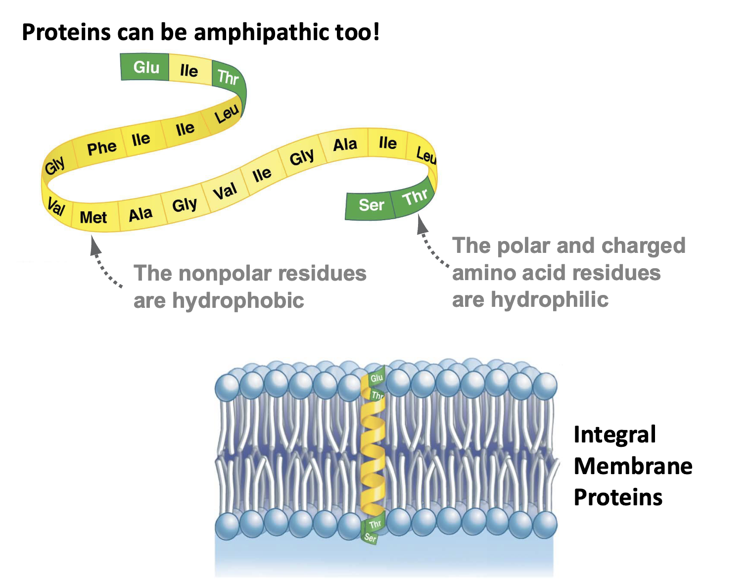 <ul><li><p>can be polar or nonpolar so they can embed themselves in membranes w/non polar amino acids &amp; polar amino acids on outside </p></li></ul><p></p>