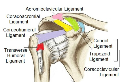 <p>Attachments</p><ul><li><p><span style="background-color: transparent; font-family: "Times New Roman", serif;">Coracoid process -> acromion</span></p></li></ul><p></p>