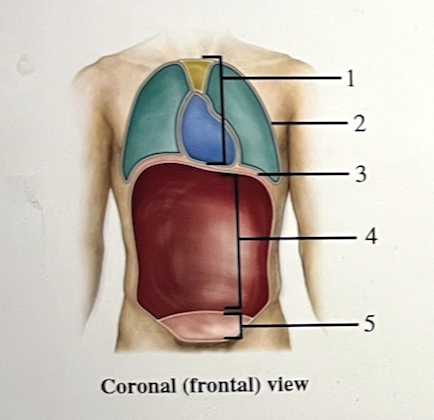 <p>The figure shows a frontal view of a human. What does number 5 indicate?</p><p>a. abdominal cavity</p><p>b. mediastinum</p><p>c. pleural cavity</p><p>d. pelvic cavity</p><p>e. pericardial cavity</p>
