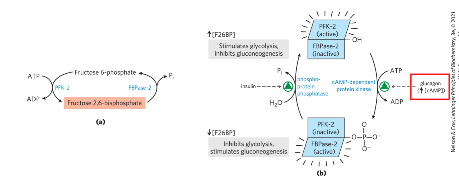 <p></p><p><strong>A:</strong> PKA <strong>phosphorylates</strong> the enzyme → ↓ fructose 2,6-bisphosphate</p><p><strong>Why it matters:</strong><br>Less F2,6-BP → ↓ glycolysis + ↑ gluconeogenesis</p><p><strong>Memory tip:</strong><br>PKA = “<strong>Produce glucose Again</strong>” → lowers F2,6-BP so the liver makes glucose</p><p></p><p></p><p>PKA phosphorylates PFK2/FBPase-2 -> activate FBPase 2, inactivate PFK 2 -> more fructose 6-phosphate, less F 2,6-BP -> more gluconeogenesis</p><p>makes sense bc more epinephrine -> need more sugar in the blood to use</p><p>(review unit 11)</p>