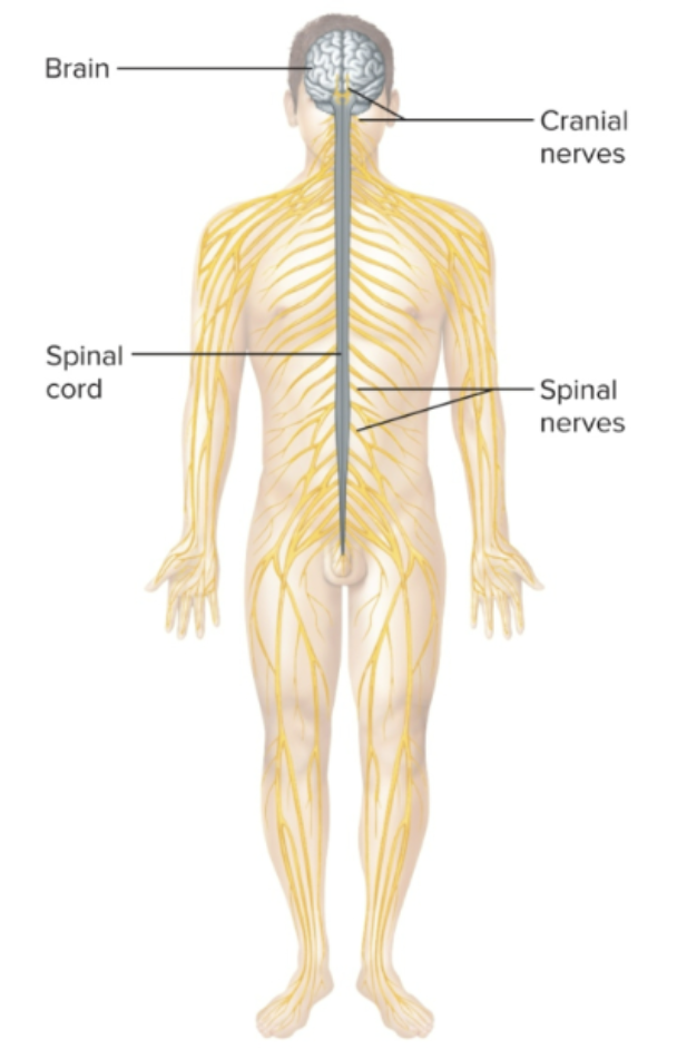 <p>Brain and spinal cord </p>