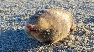 <p>Family: golden mole </p>