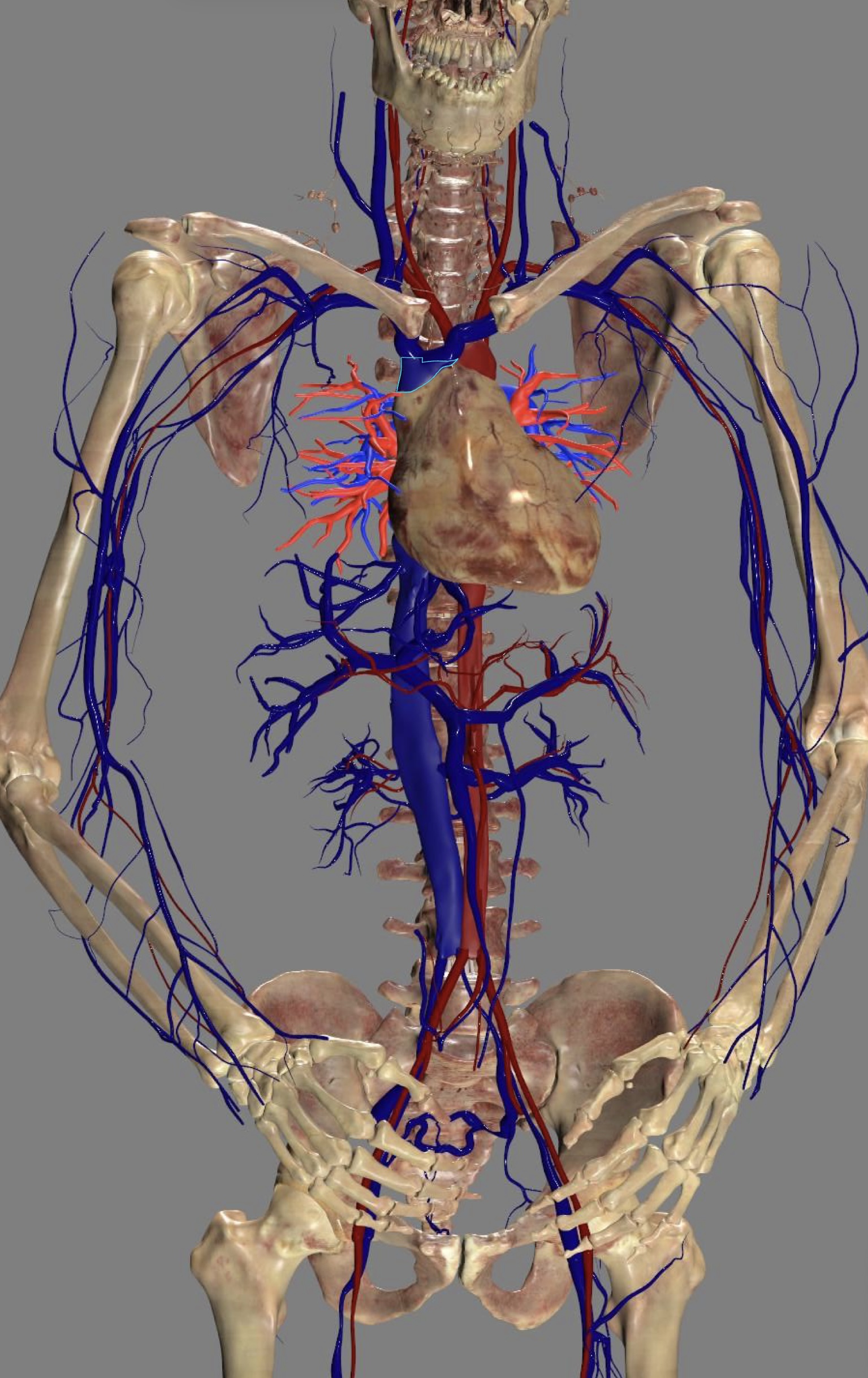 <ul><li><p>brachiocephalic veins</p></li></ul><p></p>