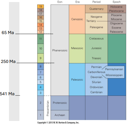 <ul><li><p>epochs</p><ul><li><p>smaller time frame</p></li><li><p>more rock preserved to make distinguishing between time period</p></li></ul></li></ul><p></p>