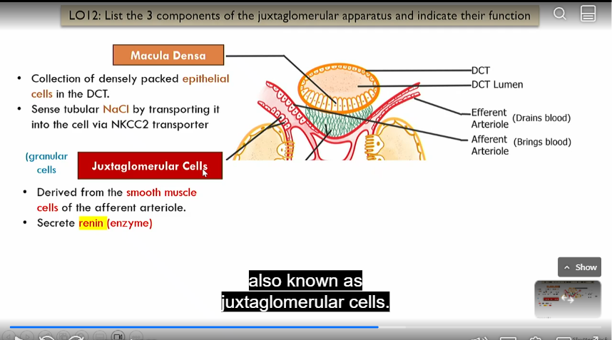 <p>Intrinsic control of GFR, part of juxtaglomerular apparatus </p><p></p><p>collection of densely packed epithelial cells in distal convoluted tube that sense nacl by absorbing it via NKCC2 transporter</p>