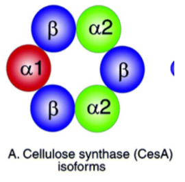 <ul><li><p>A hexagonal rosette subunit made of of 3 isoforms of cellulose synthase (CesA)</p></li><li><p>Assemble at the plasma membrane </p></li></ul><p></p>
