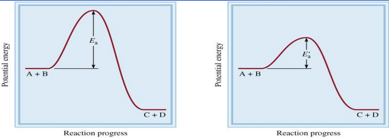 <p>Sustancia que aumenta la velocidad de reaccion, disminuyendo la energia de activacion de la reaccion</p><p></p>