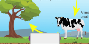 <p>oxygen cycle: name the step</p>