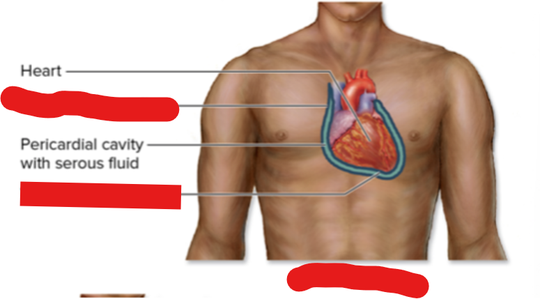 <p>Serous Membrane Layer for the heart</p>