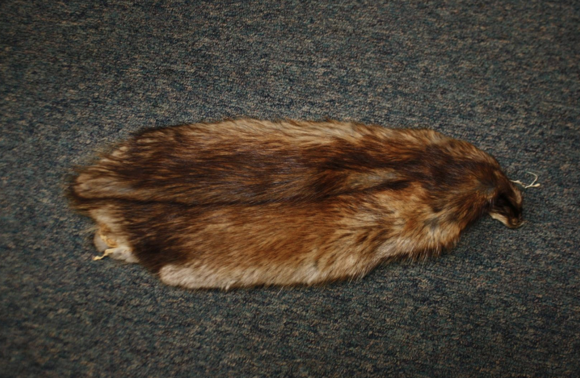 <p>Identify this fur</p>