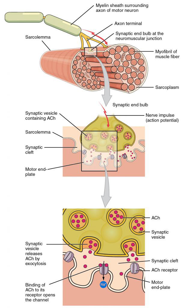 <p><strong>Junction </strong>where a <strong>neuron communicates</strong> with <strong>another cell</strong></p>