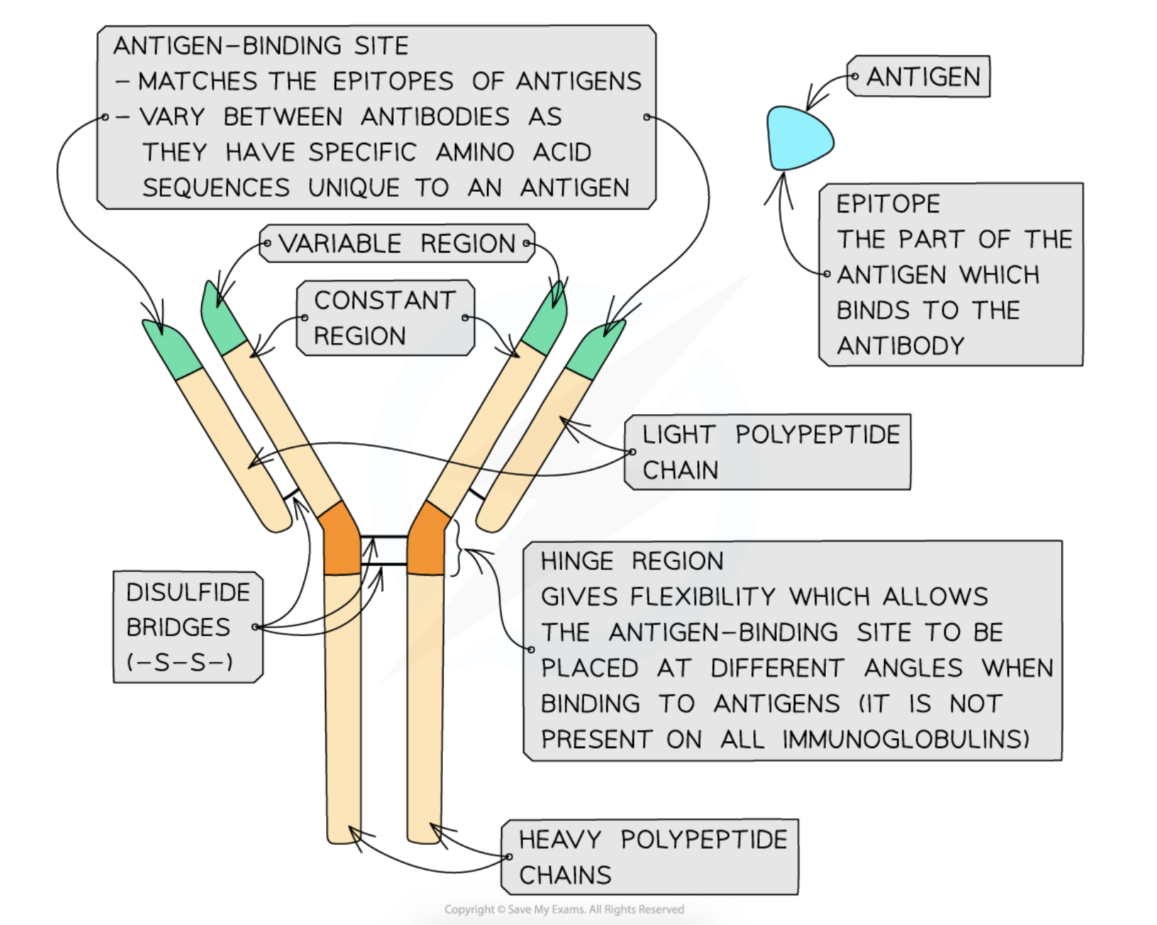 <p>Structure:</p><ul><li><p>Antibodies are glycoproteins made of four polypeptide chains — two heavy chains and two light chains. Each chain has a variable region and a constant region.</p></li><li><p class="p1">The variable regions of the antibody form the antigen binding sites. The shape of the variable region is complementary to a particular antigen. The variable regions differ between antibodies.</p></li><li><p class="p1">The hinge region allows flexibility when the antibody binds to the antigen. </p></li><li><p class="p1">The constant regions allow binding to receptors on immune system cells, e.g. phagocytes. The constant region is the same (i.e. it has the same sequence of amino acids) in all antibodies.</p></li><li><p class="p1">Disulfide bridges (a type of bond) hold the polypeptide chains of the protein together.</p></li></ul><p class="p1">Function:</p><ul><li><p class="p1">Antibodies are produced by B-lymphocytes</p></li><li><p>Antibodies bind to specific antigens that trigger the specific immune response. Every antigen has one antibody</p></li><li><p>Antigens include pathogens and their toxins, pollen, blood cell surface molecules and the surface proteins found on transplanted tissues</p></li><li><p>The function of antibodies is to destroy pathogens within the body either directly, or by recruiting other immune cells</p></li><li><p>Antibodies can act as anti-toxins, opsonins and agglutinins</p></li></ul><p></p>