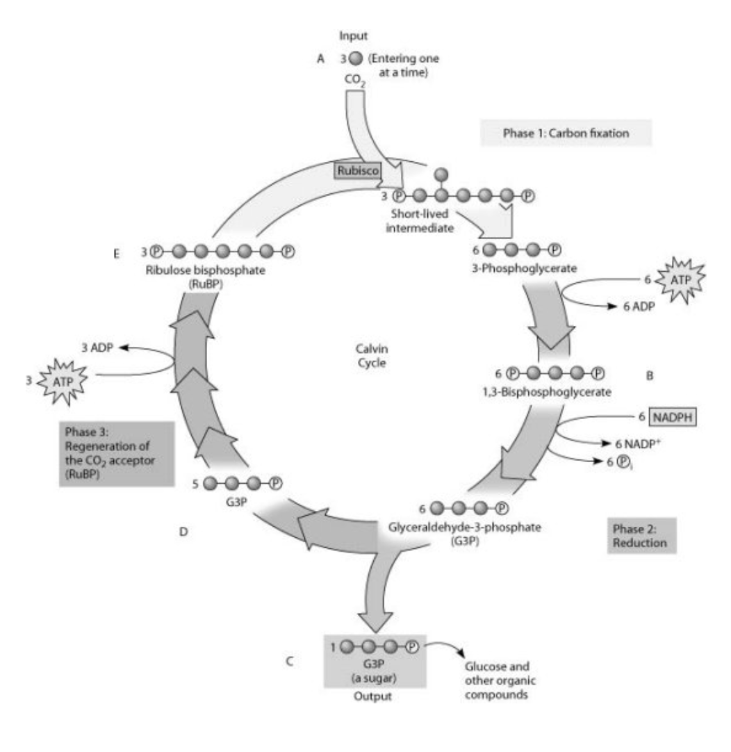 <p><span>Which molecule(s) of the Calvin cycle is (are) also found in glycolysis?</span></p>