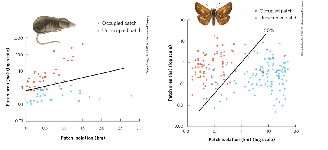 <p><span>The shrew was much less likely to occupy patches that were small or more isolated.</span></p><p style="text-align: left;"><span>The skipper butterfly in Britain occupies the largest patches of grasslands and those that are the least isolated. </span></p><ul><li><p style="text-align: left;"><span>The line indicates the combinations of patch area and patch isolation that correspond to 50 percent probability of patch occupancy.</span></p></li></ul><p></p>
