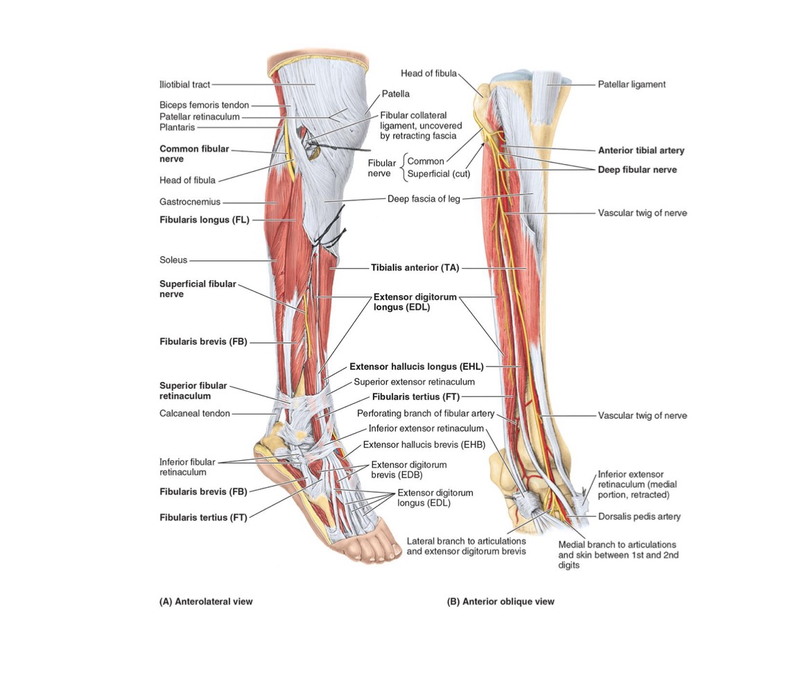 <ul><li><p><strong>PA: </strong>Inferior third fibula & interosseous membrane</p></li></ul><p></p><ul><li><p><strong>DA: </strong>Dorsum of base of 5th metatarsal</p></li></ul><p></p><ul><li><p><strong>N: </strong>Deep Fibular Nerve</p></li></ul><p></p><ul><li><p><strong>A: </strong>Dorsiflexes ankle + Everts subtalar joint</p></li></ul><p></p>