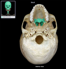 <p>either of two irregularly shaped bones that form the back of the hard palate and helps to form the nasal cavity and the floor of the orbits</p>
