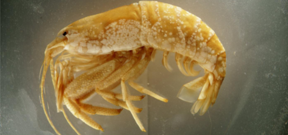 <p>Phylum Arthropoda</p><p>Subphylum</p><p>Class</p><p>Order</p><p>Suborder</p><p>Infraorder</p><p>Traits</p><p>Habitat</p><p>Feeding</p>