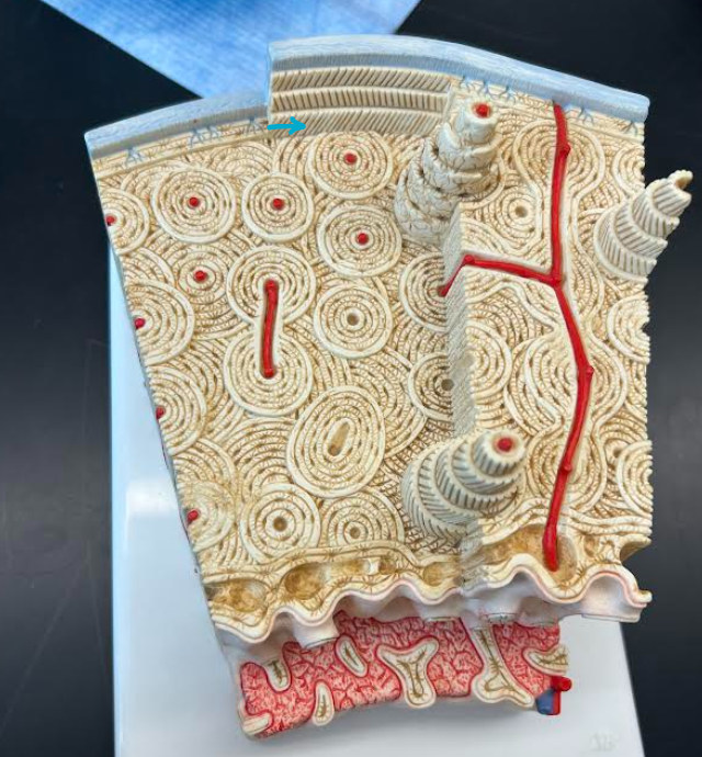 <p>ID part of bone histology </p>