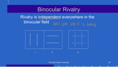 <p>Rivalry is _____ everywhere in the binocular field</p>