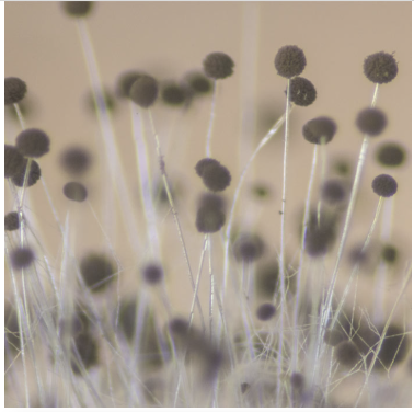<p>mold</p>