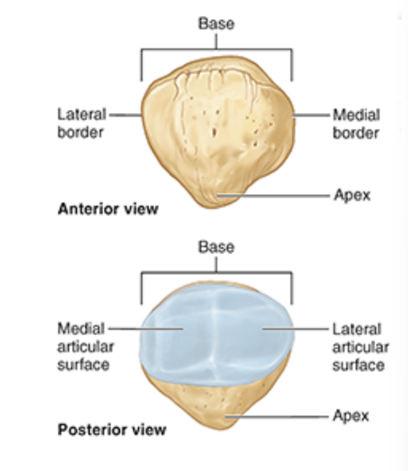 <ul><li><p>articulates w/ femur at patellar surfaces</p></li><li><p>base = sup. border</p></li><li><p>lateral and medial borders</p></li><li><p>apex = inf. aspect</p></li><li><p>post. aspect covered w/ articular cartilage for<strong> articulation w/ femur</strong></p></li></ul><p></p>