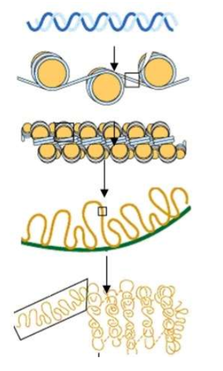 <ul><li><p>DNA is a Double Helix → The <u>DNA</u> gets wrapped around <u>HISTONE</u> proteins forming <u>NUCLEOSOMES.</u> → The DNA continues to get coiled down into <u>CHROMATIN FORM.</u> (Euchromatin (active) vs. Heterochromatin (super coiled down))</p></li></ul><p></p>