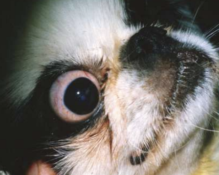 <p>What condition refers to large palpebral fissures relative to the globe? It is part of the brachycephalic complex and can involve medial lower lid entropion, nasal trichiasis, nasal fold trichiasis, decreased corneal sensitivity, rapid tear evaporation, keratitis, and greater risk of proptosis. Lubrication is necessary to avoid keratitis, and they usually benefit from an eyelid shortening procedure such as medial canthoplasty or partial permanent tarsorrhaphy.</p>