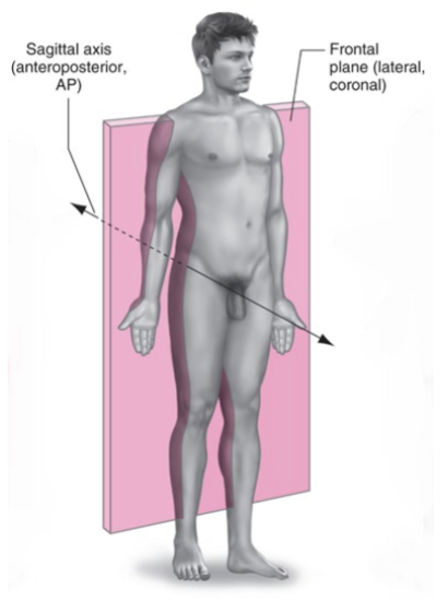 <p>Divides the body into <strong>anterior (front) and posterior (back) halves</strong>.</p><p>Example: <strong>Jumping jacks</strong> (abduction/adduction occurs in the frontal plane).</p>