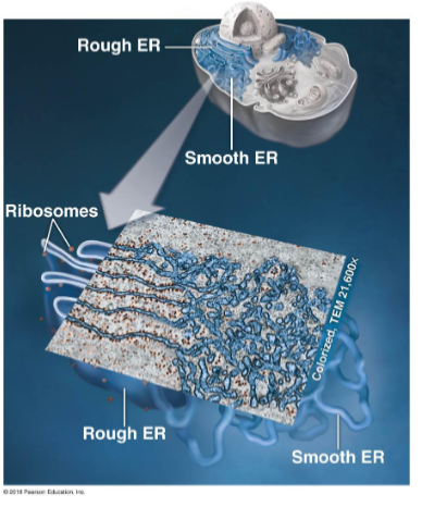<ul><li><p>Network of flattened sacs and tubules. </p></li><li><p>Largest component of the endomembrane system. </p></li><li><p>Directly linked to the nuclear envelope (membranes are continuous). </p></li><li><p>Vesicles bud from the ER to travel to other organelles</p></li><li><p>Function: Major manufacturing site in the cell</p></li></ul><p></p>