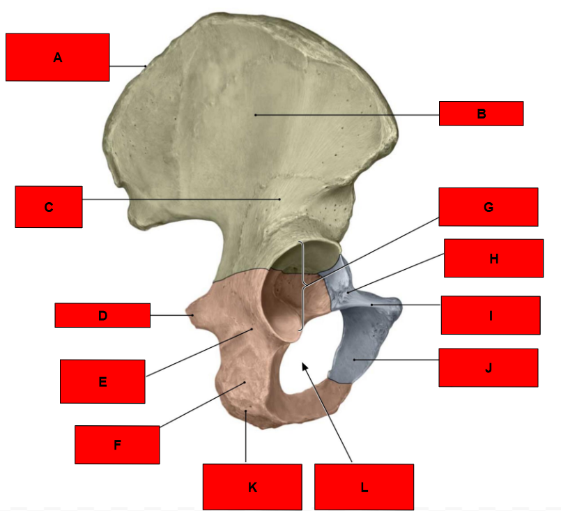 <p>What is indicated by H?</p>